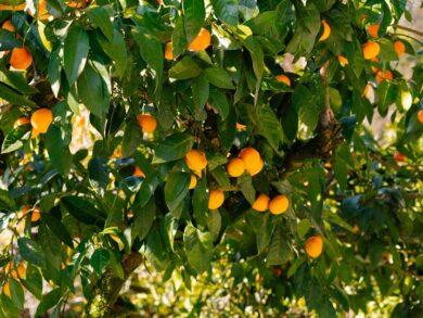 Мандариновый бум в Абхазии: Сухум, Новый Афон, Кындыг, Дурипш, о. Рица