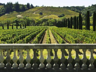 Однодневные